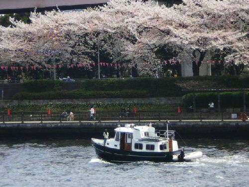 墨田川の桜