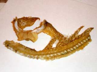 魚の背骨